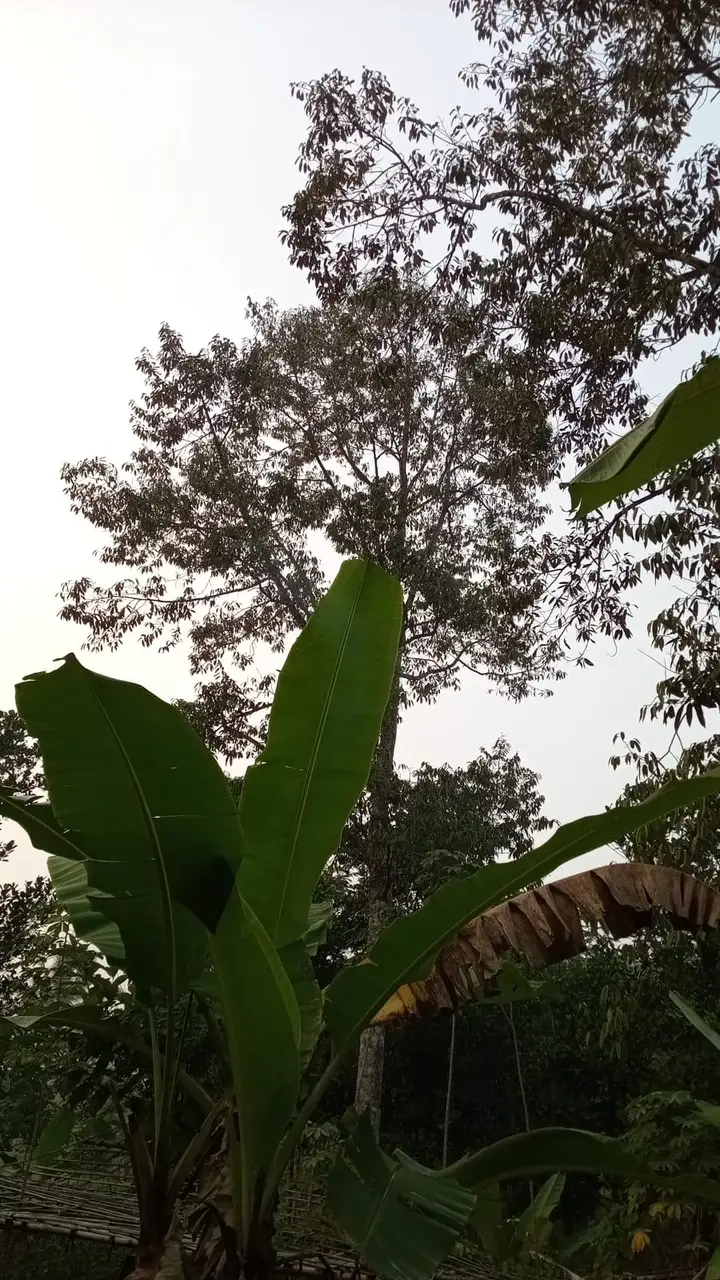 Pohon induk sumber entres, foto 1
