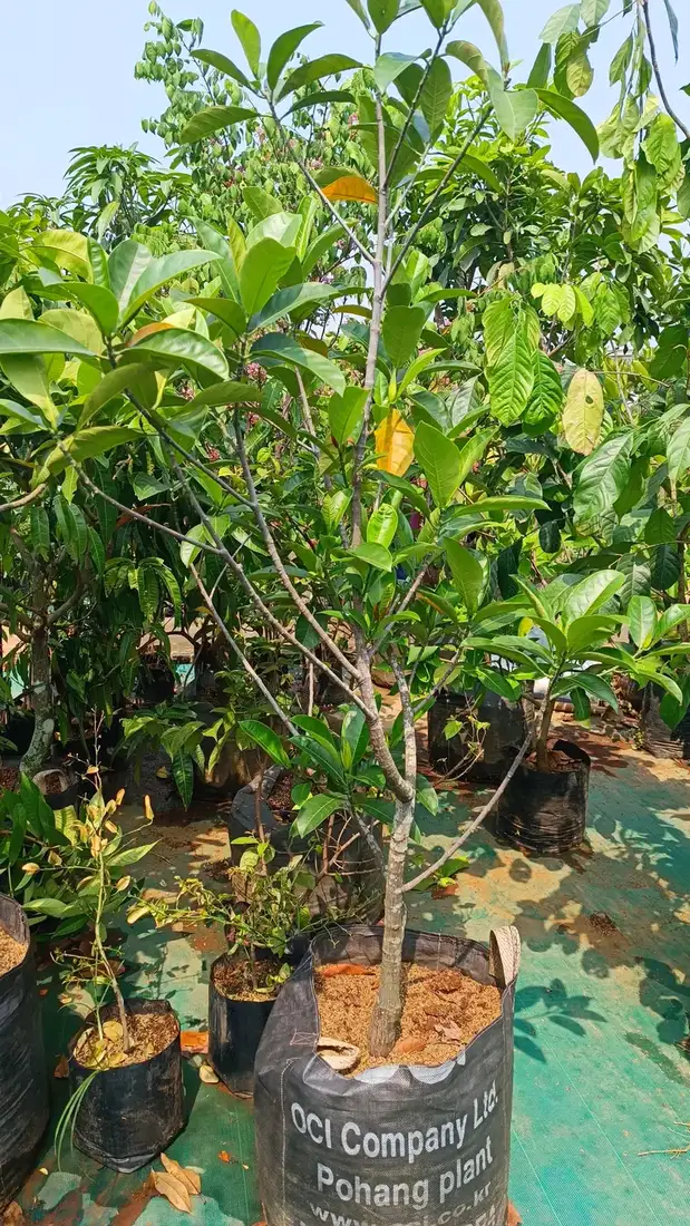 Bibit Alpukat Miki di kebun JualBibit.id