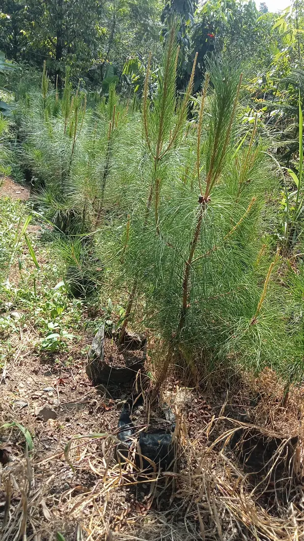 Bibit Bibit Pinus di kebun JualBibit.id