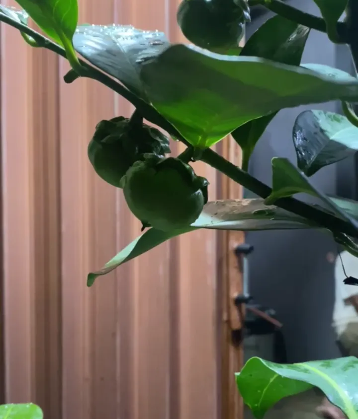 Bibit Black Sapote, foto 1