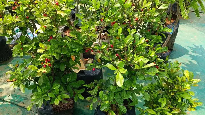 Bibit Bibit Ceri di kebun JualBibit.id