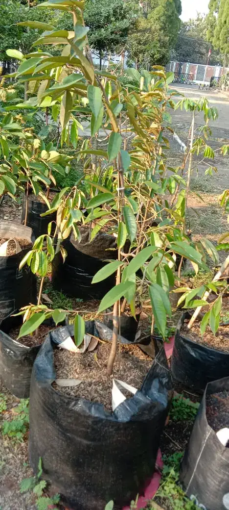 Bibit Durian Bawor di kebun JualBibit.id