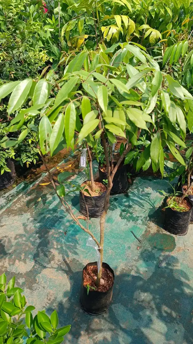 Bibit Durian Cumasi di kebun JualBibit.id