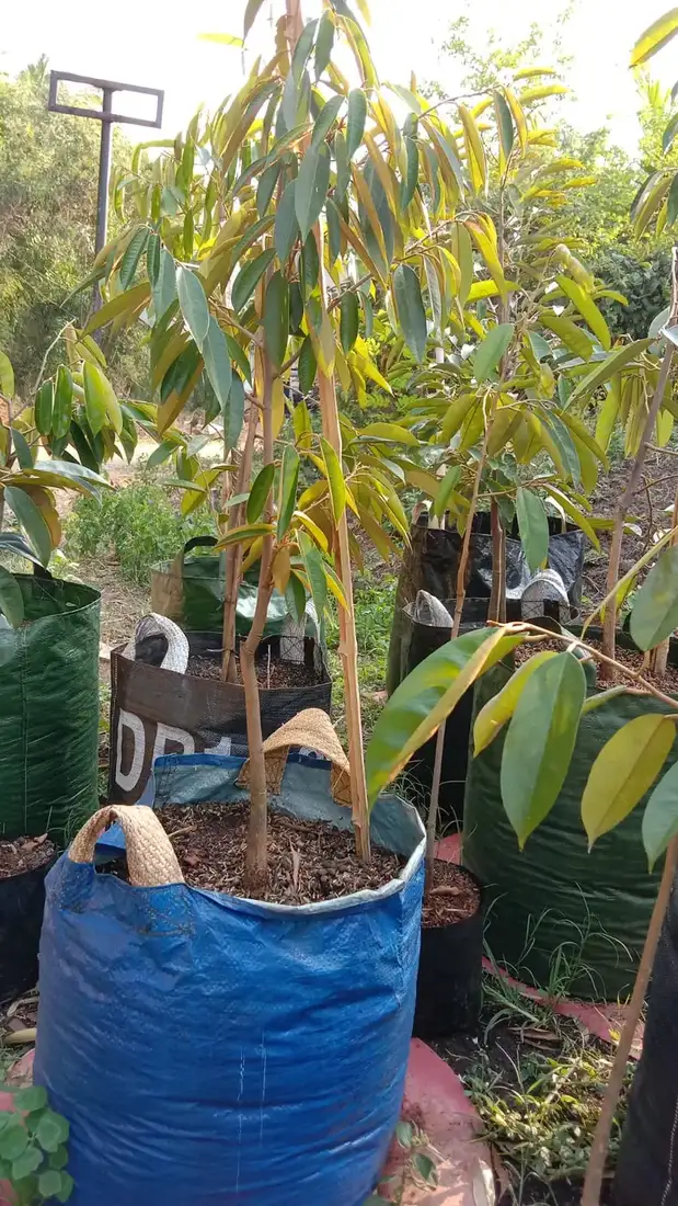 Bibit Durian Musang King di kebun JualBibit.id
