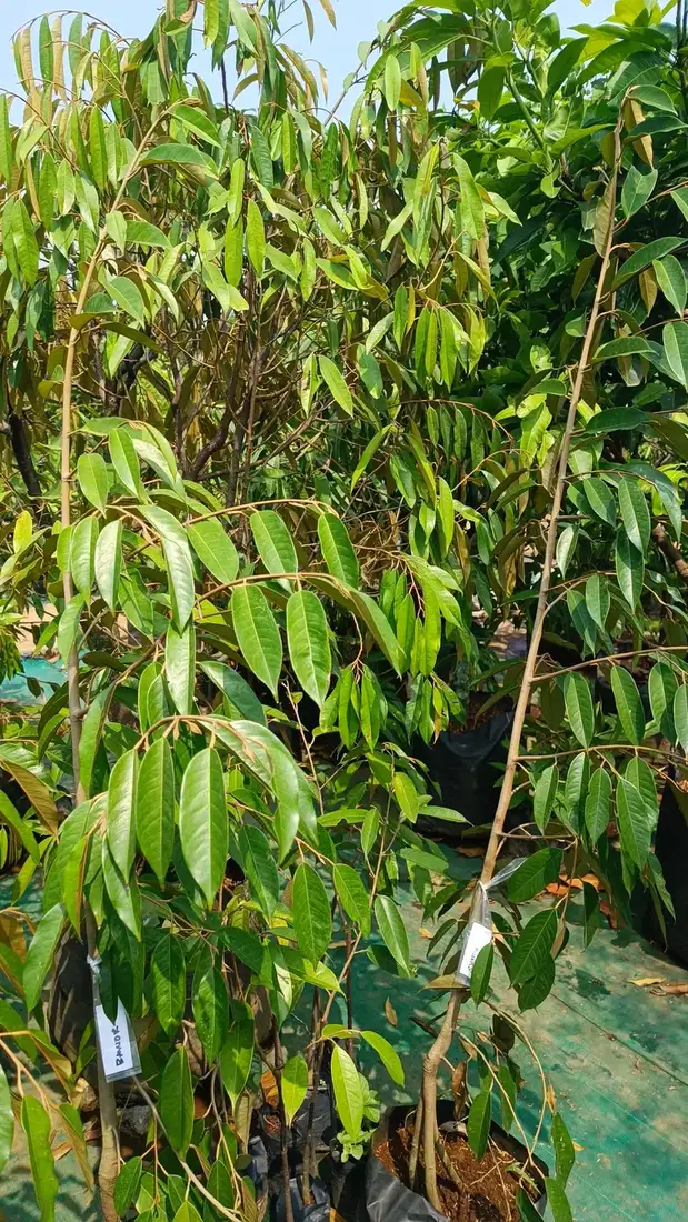 Bibit Durian Super Tembaga di kebun JualBibit.id