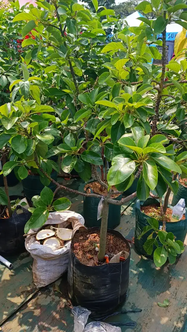 Bibit Bibit Jambu Air di kebun JualBibit.id