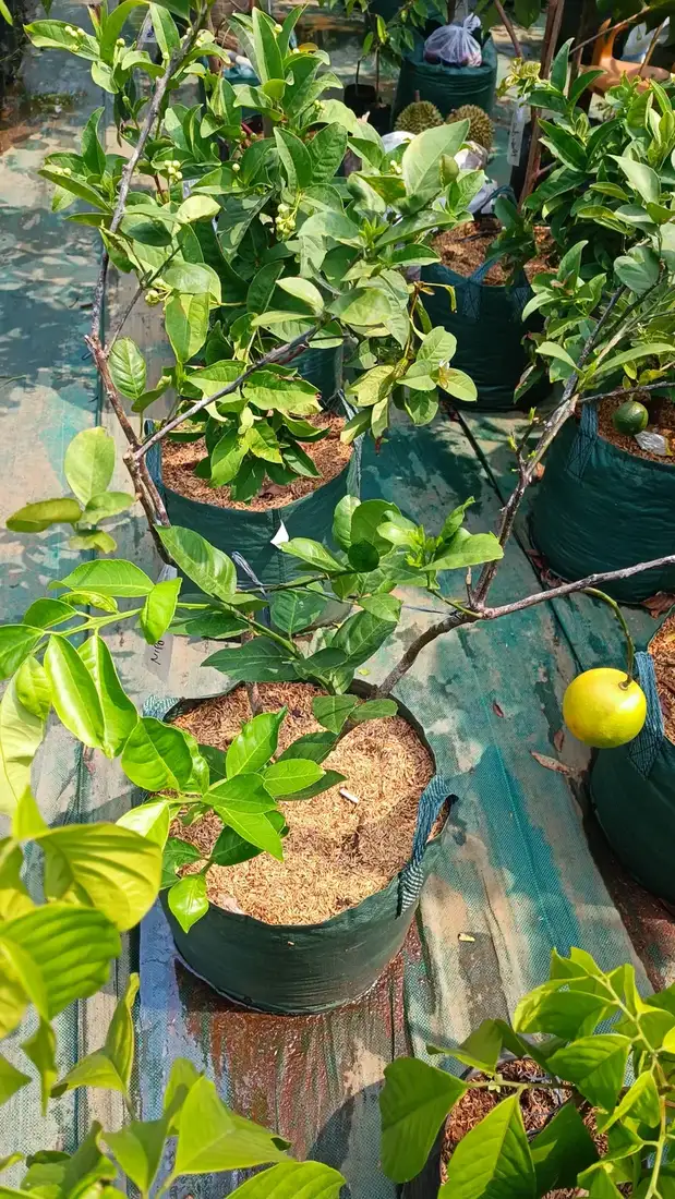 Bibit Bibit Jeruk di kebun JualBibit.id
