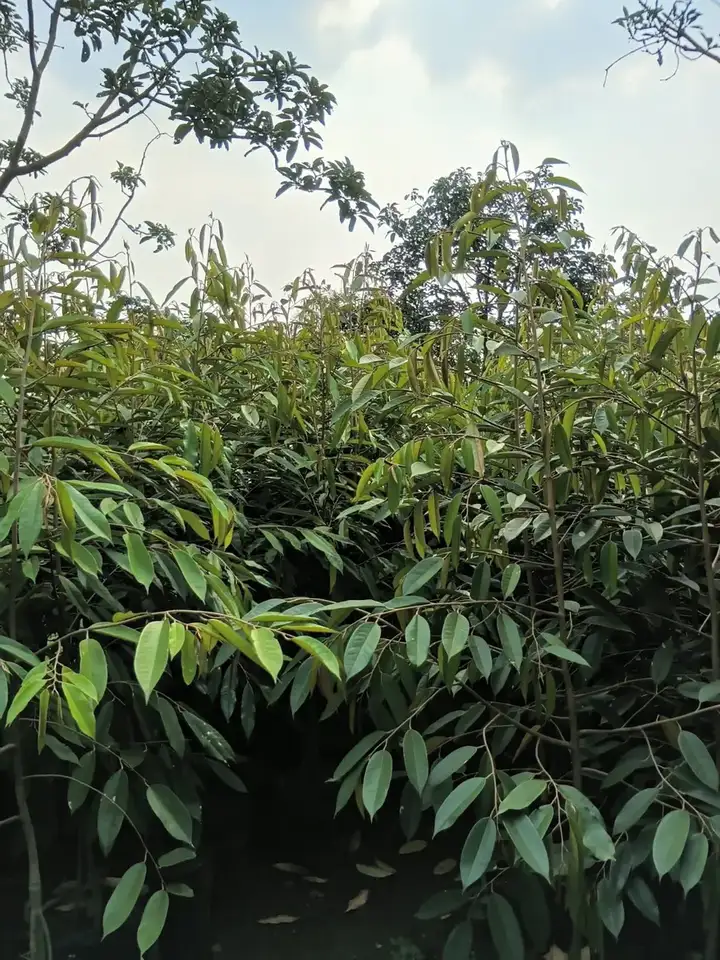 Bibit Durian Montong di kebun JualBibit.id