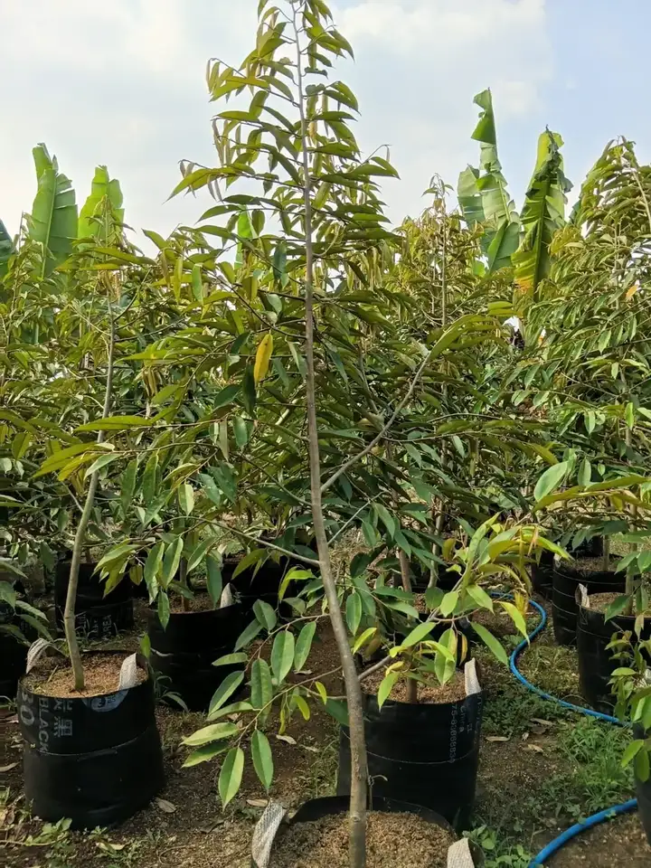 Bibit Durian Duri Hitam di kebun JualBibit.id