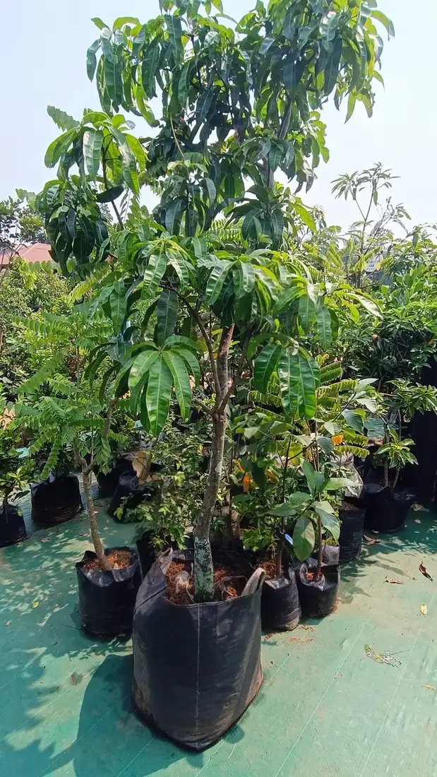 Bibit Bibit Mangga Okulasi di kebun JualBibit.id