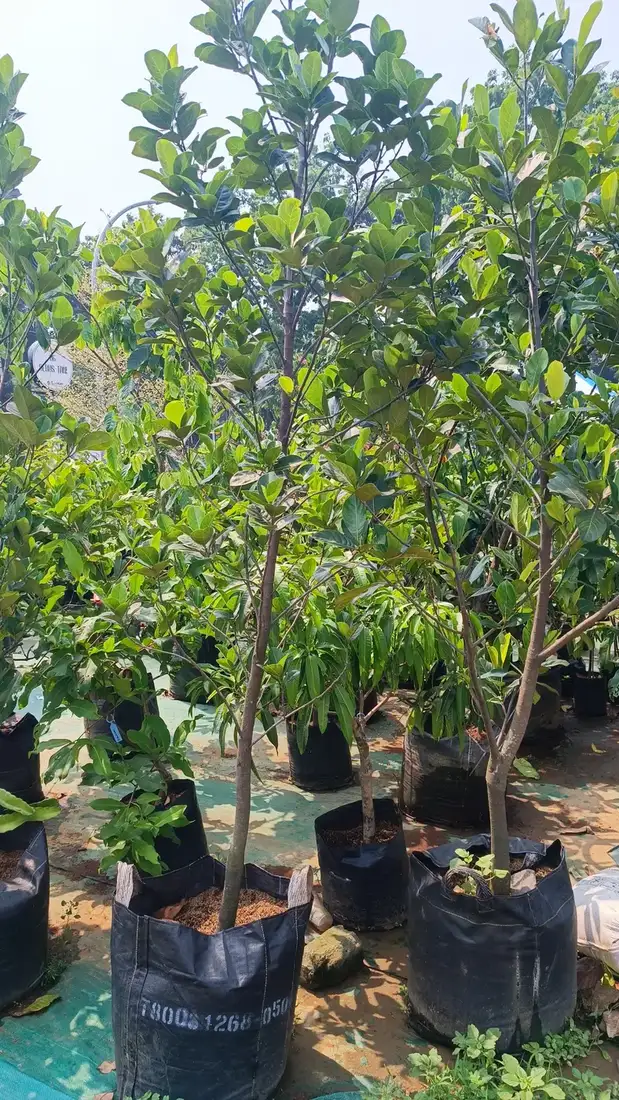 Bibit Bibit Sawo di kebun JualBibit.id