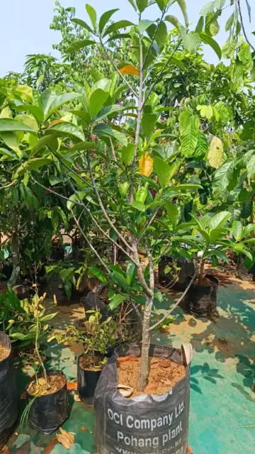 Bibit Alpukat Miki