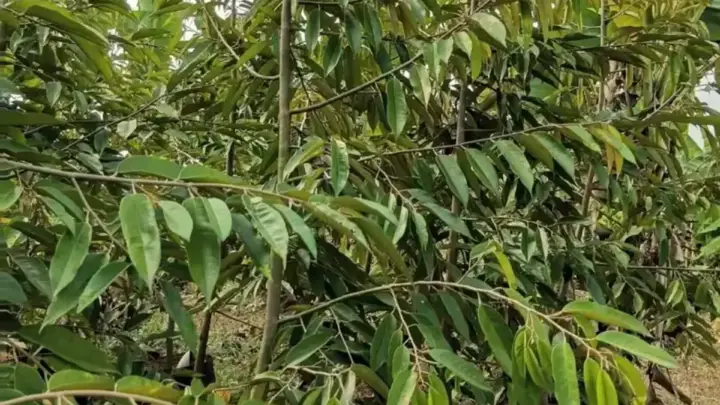 Tips Membeli Bibit Partai untuk Kebun Besar
