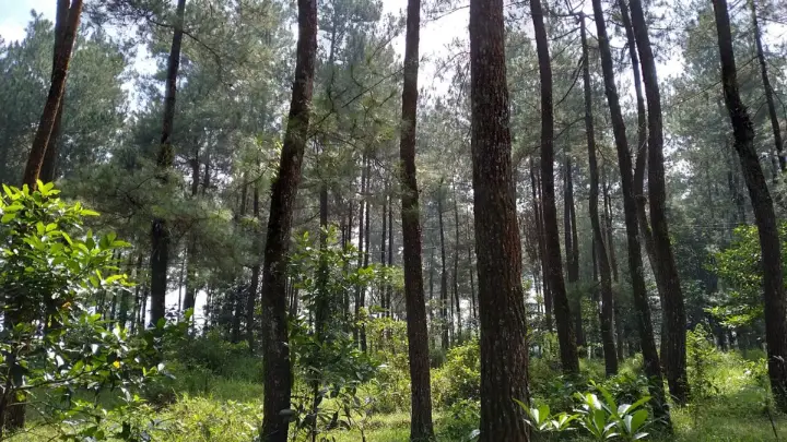 Menanam Pinus untuk Penghijauan Lahan dan Pembatas Kebun