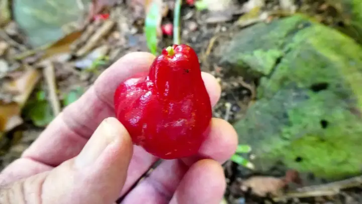Cara Menanam Jambu Air di Pot dan di Lahan
