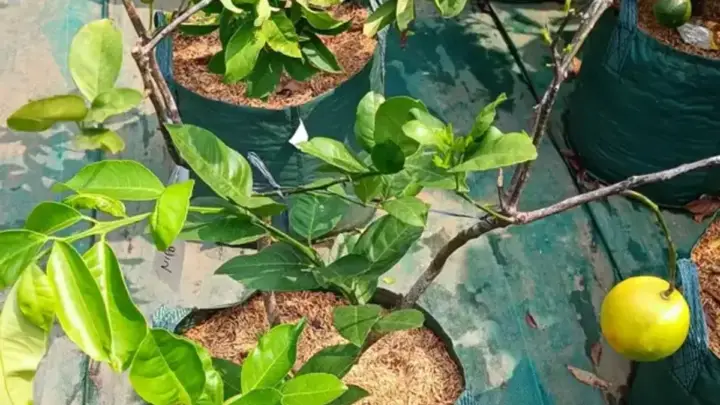 Merawat Pohon Jeruk agar Buahnya Manis dan Lebat