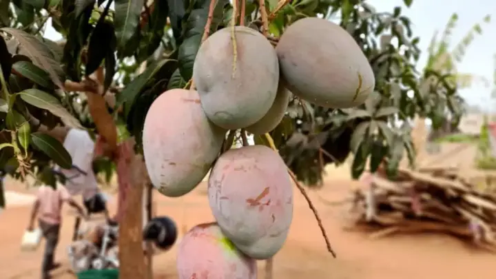 Cara Menanam Mangga agar Rajin Berbuah