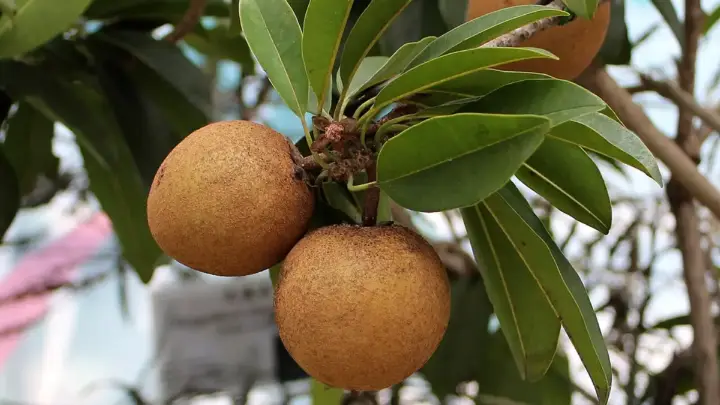 Cara Menanam Sawo: Pohon Buah Tangguh yang Minim Perawatan