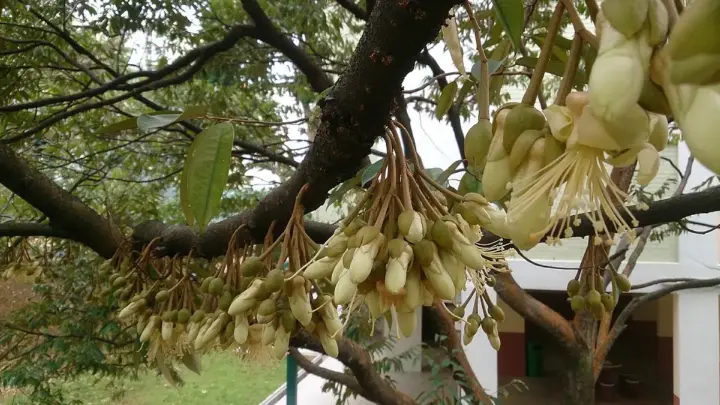 Bunga Durian: Proses Berbunga sampai Jadi Buah dan Cara Menjaganya