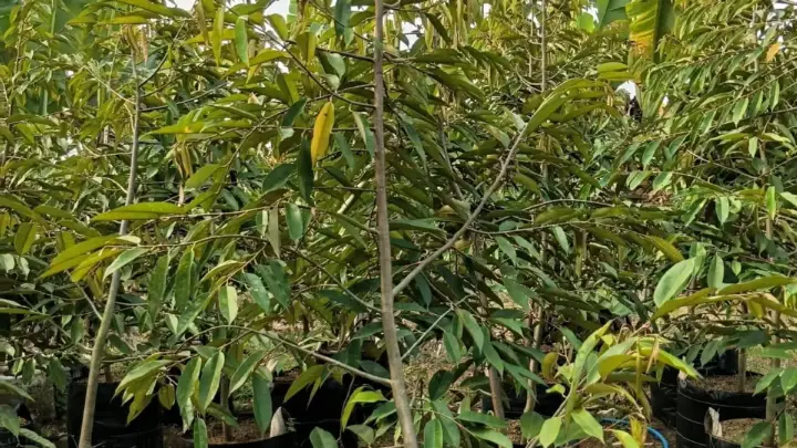 Bibit Okulasi untuk Siapa? Dari Pengusaha Kebun sampai Petani Muda
