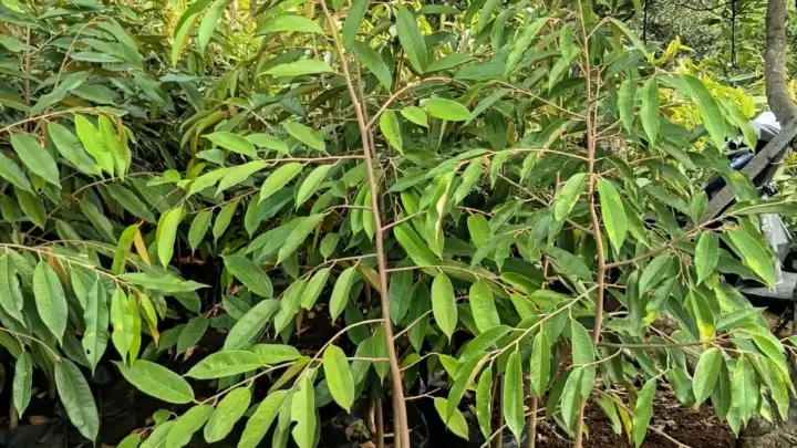 Panduan Pemupukan Bibit Durian dari Tanam sampai Berbuah