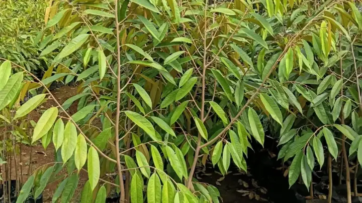 Pupuk Organik atau Kimia untuk Tanaman Buah? Ini Cara Memilihnya