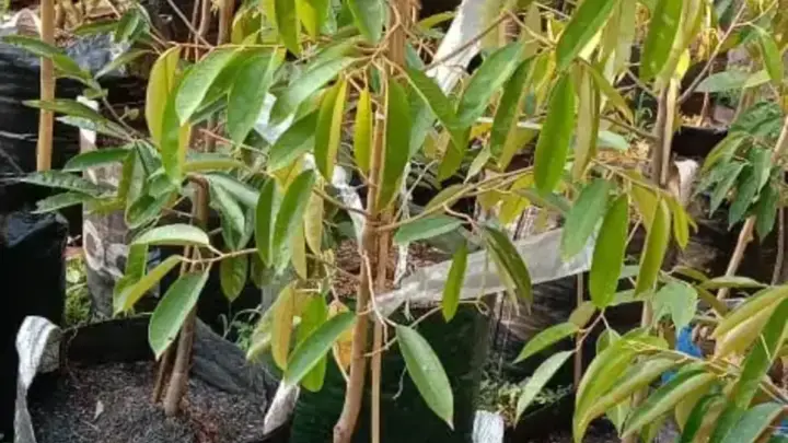 Durian Bawor: Durian Lokal Genjah Kebanggaan Banyumas