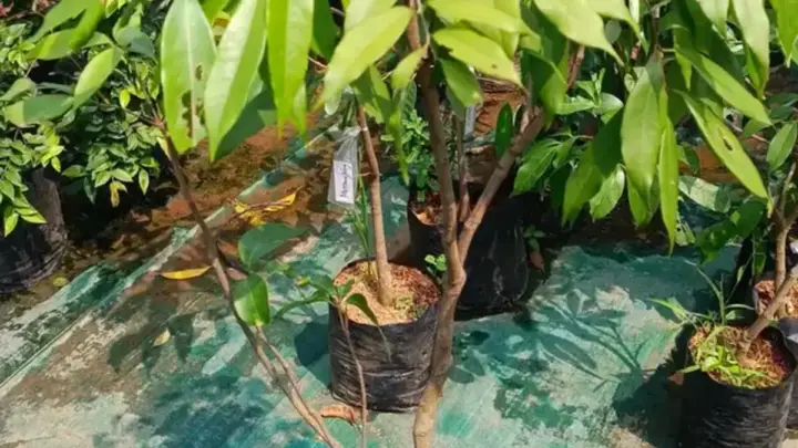 Mengenal Durian Duri Hitam (Black Thorn): Durian Premium dari Penang