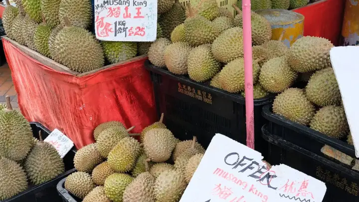 Mengenal Durian Montong: Durian Besar dengan Rasa Manis Lembut
