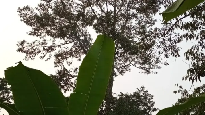 Mengenal Entres: Mata Tunas yang Menentukan Kualitas Buah