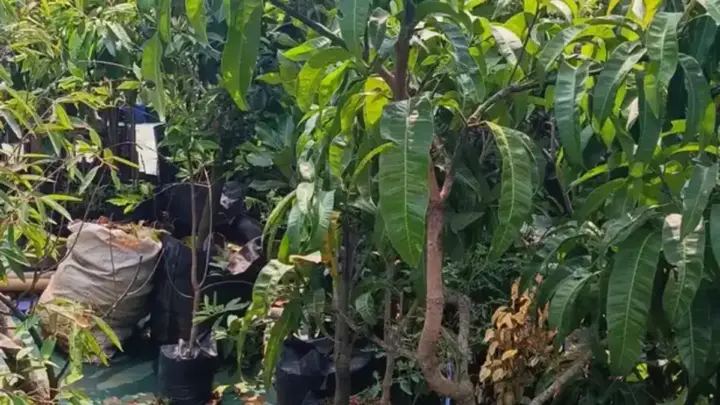 Jasa Penanaman Bibit: Yang Perlu Disiapkan sebelum Memesan