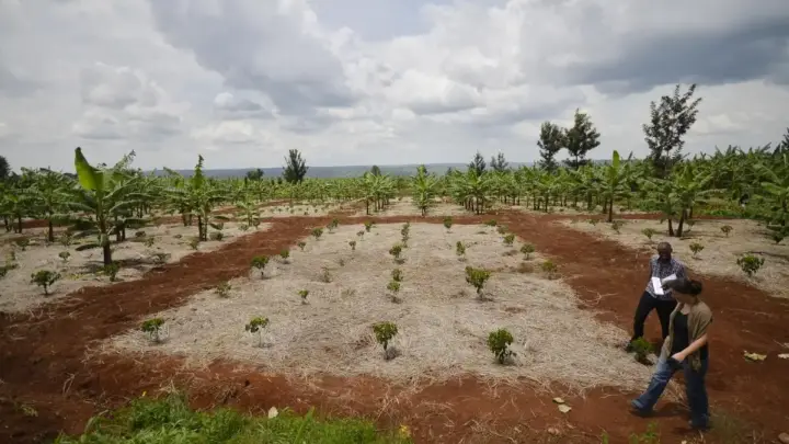 Merawat Kebun Buah saat Musim Kemarau Panjang