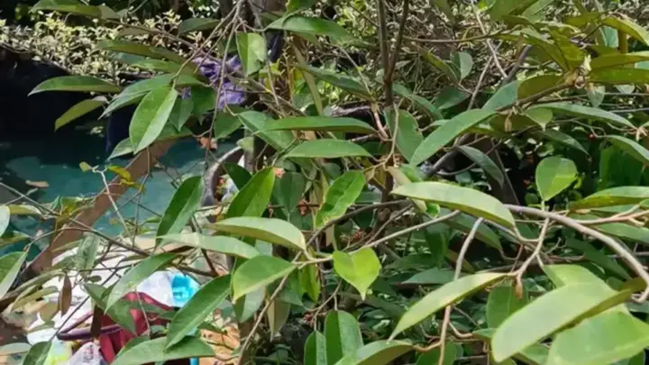 Tanda Tanaman Buah Kekurangan Unsur Hara dan Cara Mengatasinya