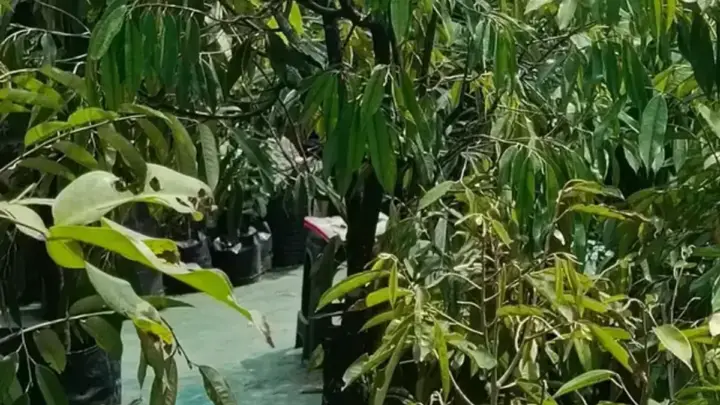 Mengirim Bibit ke Luar Pulau: Persiapan agar Bibit Tiba Sehat