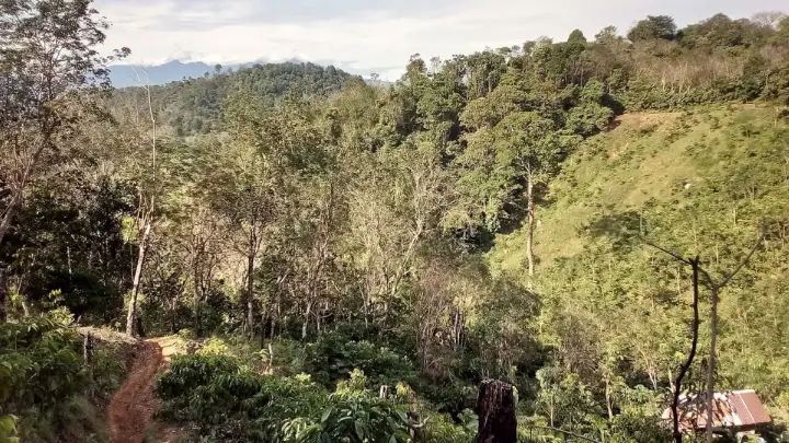 Menanam Pohon Buah di Lahan Miring: Terasering dan Tips Penting