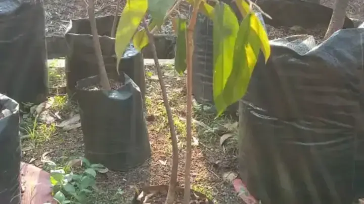 Menghitung Kebutuhan Bibit dan Modal Awal Kebun Durian