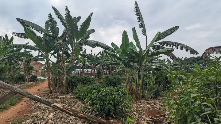Tumpang Sari di Kebun Durian Muda: Tanaman Sela yang Cocok