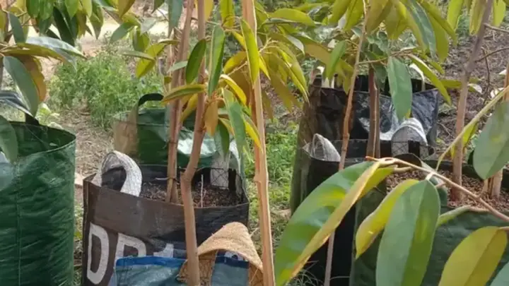 Cara Memilih Varietas Durian untuk Kebun Komersial