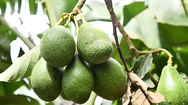 Cara Menanam Alpukat di Pekarangan Rumah