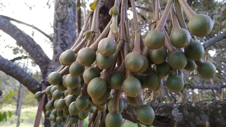 Hama dan Penyakit Durian yang Sering Menyerang serta Cara Mengatasinya