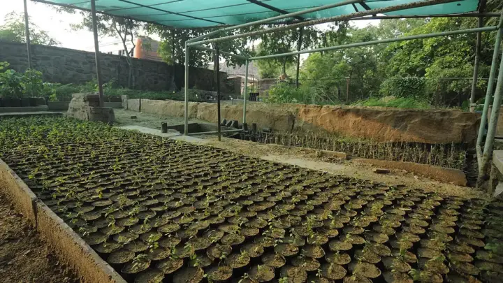 Cara Memilih Bibit Okulasi yang Sehat sebelum Membeli