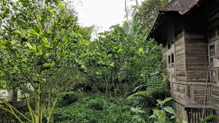 Ide Menata Taman Rumah dengan Tanaman Buah dan Tanaman Hias