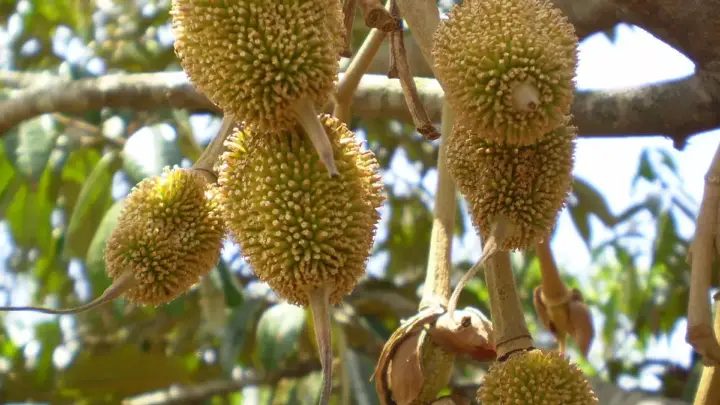 Cara Menanam Bibit Durian agar Cepat Berbuah