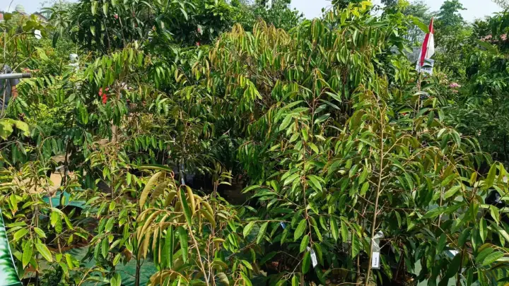 Bibit buah dan tanaman di kebun JualBibit.id, siap ditanam