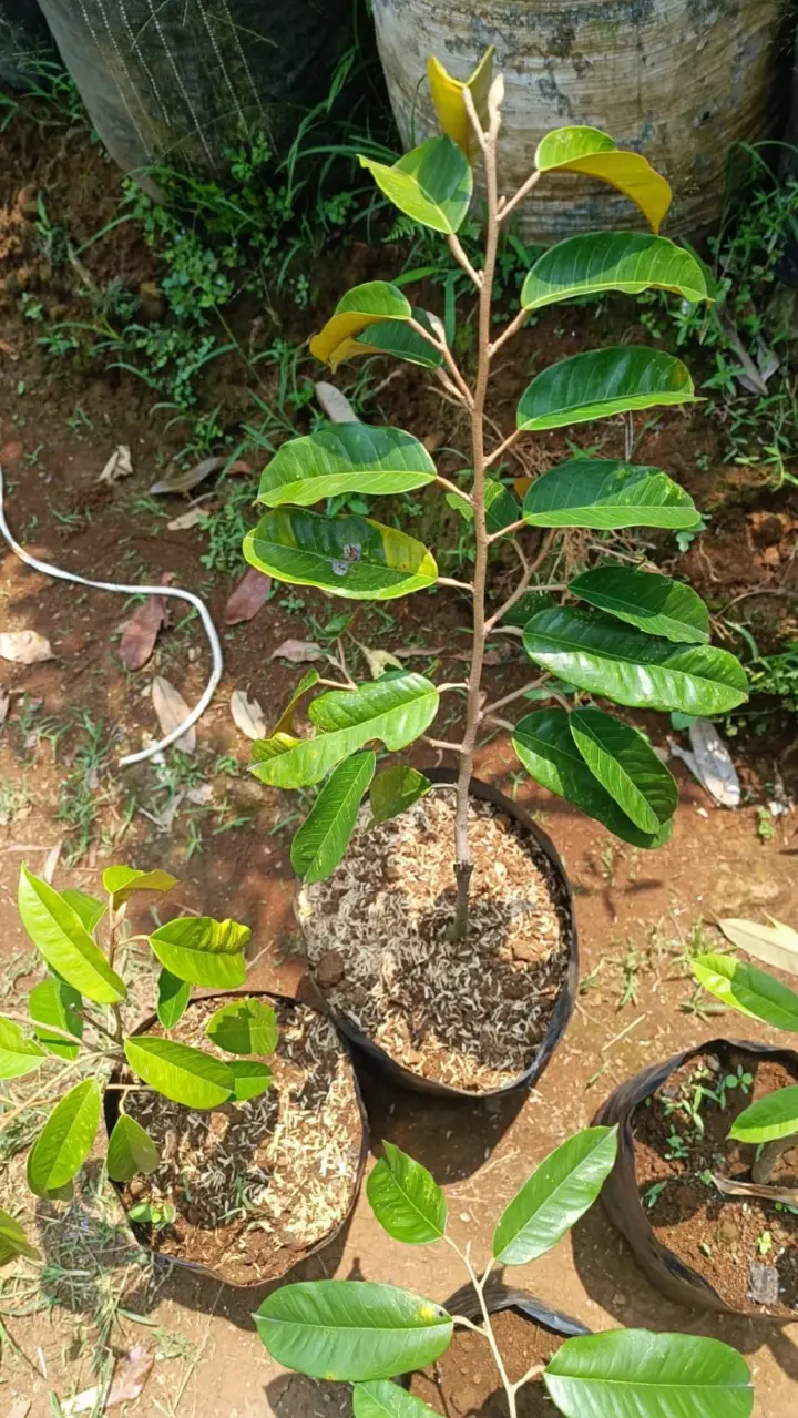 Bibit Durian Mantuala Batu Hayam di kebun JualBibit.id