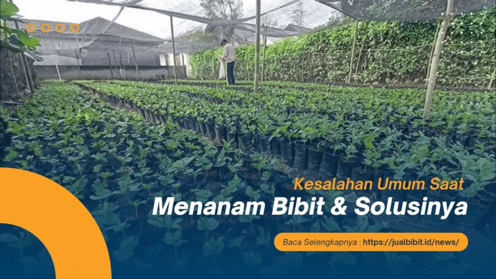 Kesalahan menanam bibit dan solusinya