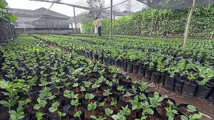 Kesalahan menanam bibit dan solusinya
